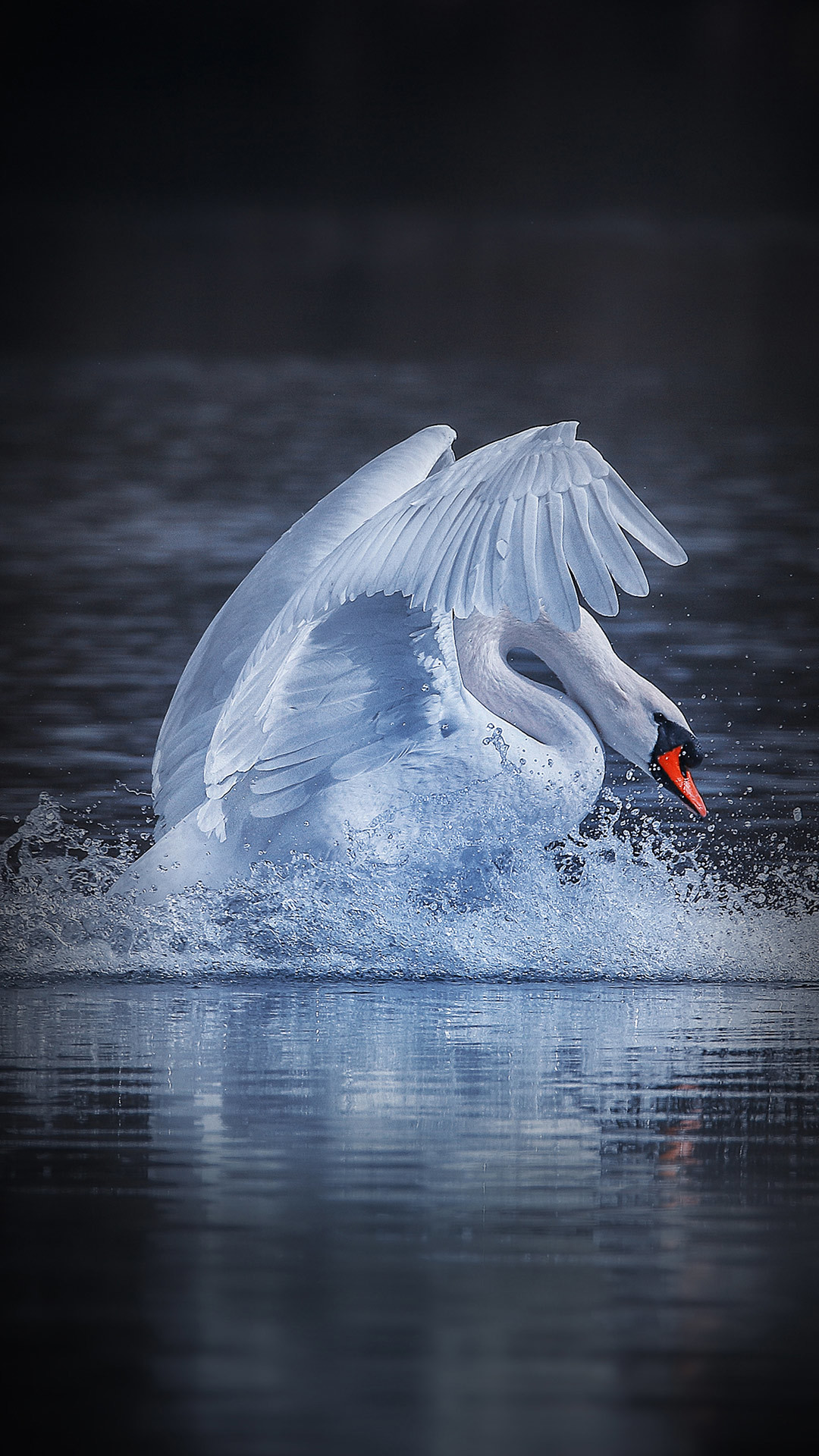 tapete mi5,schwan,vogel,wasservogel,enten,wasservögel