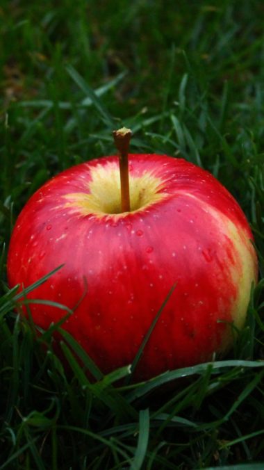 fondo de pantalla f1s,manzana,fruta,rojo,alimentos naturales,planta