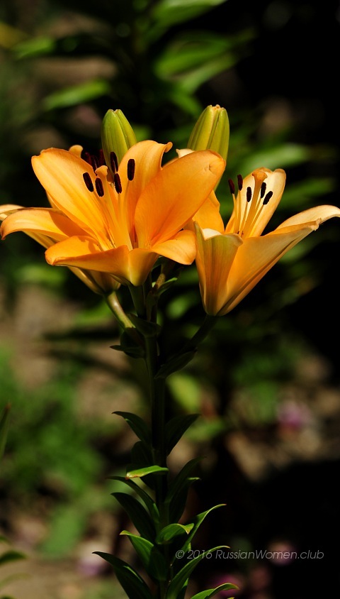 wallpaper asus zenfone go,flower,flowering plant,lily,orange lily,plant