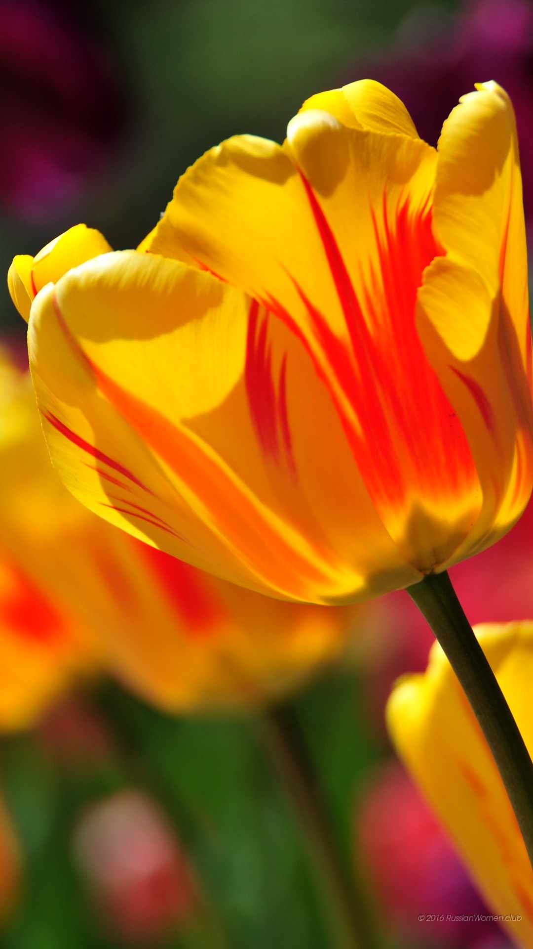wallpaper asus zenfone go,flower,petal,tulip,yellow,close up