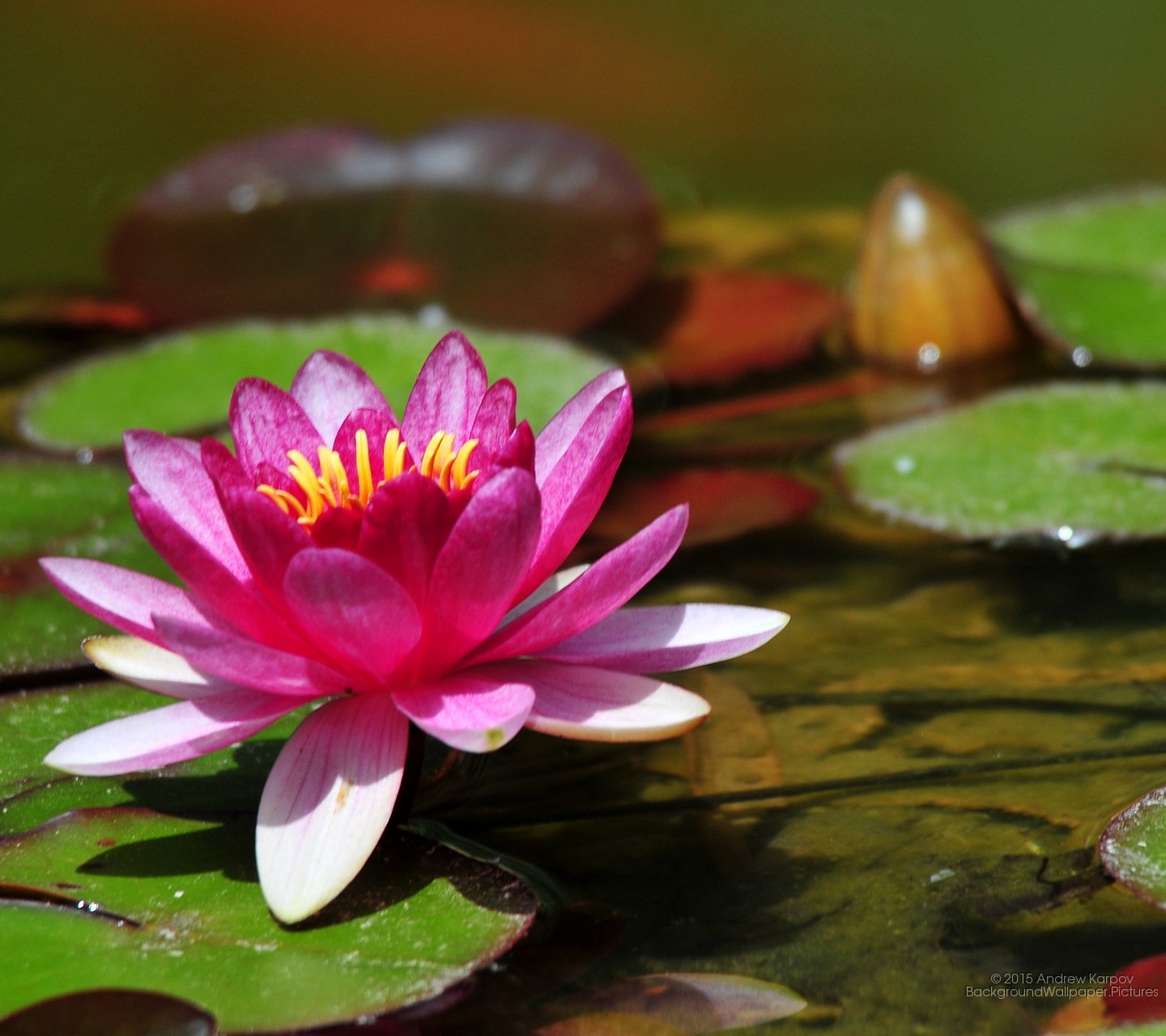 wallpaper samsung j5 2016,fragrant white water lily,aquatic plant