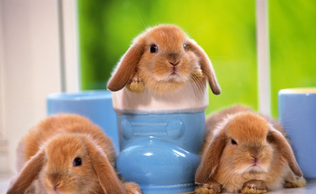 gambar wallpaper imut,domestic rabbit,mammal,rabbit,rabbits and hares,guinea pig