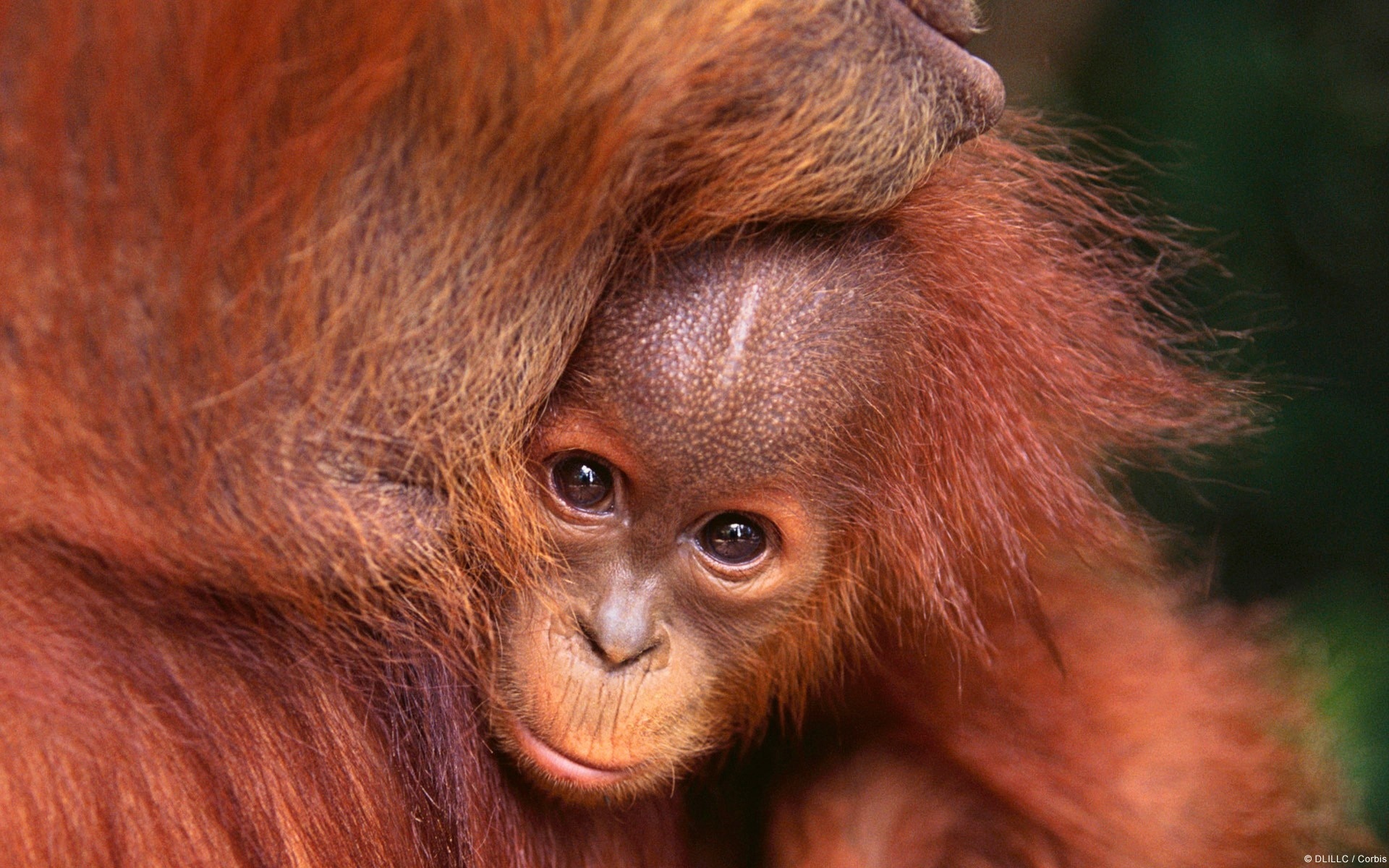 carta da parati orang,orangutan,primate,umano,animale terrestre,bocca