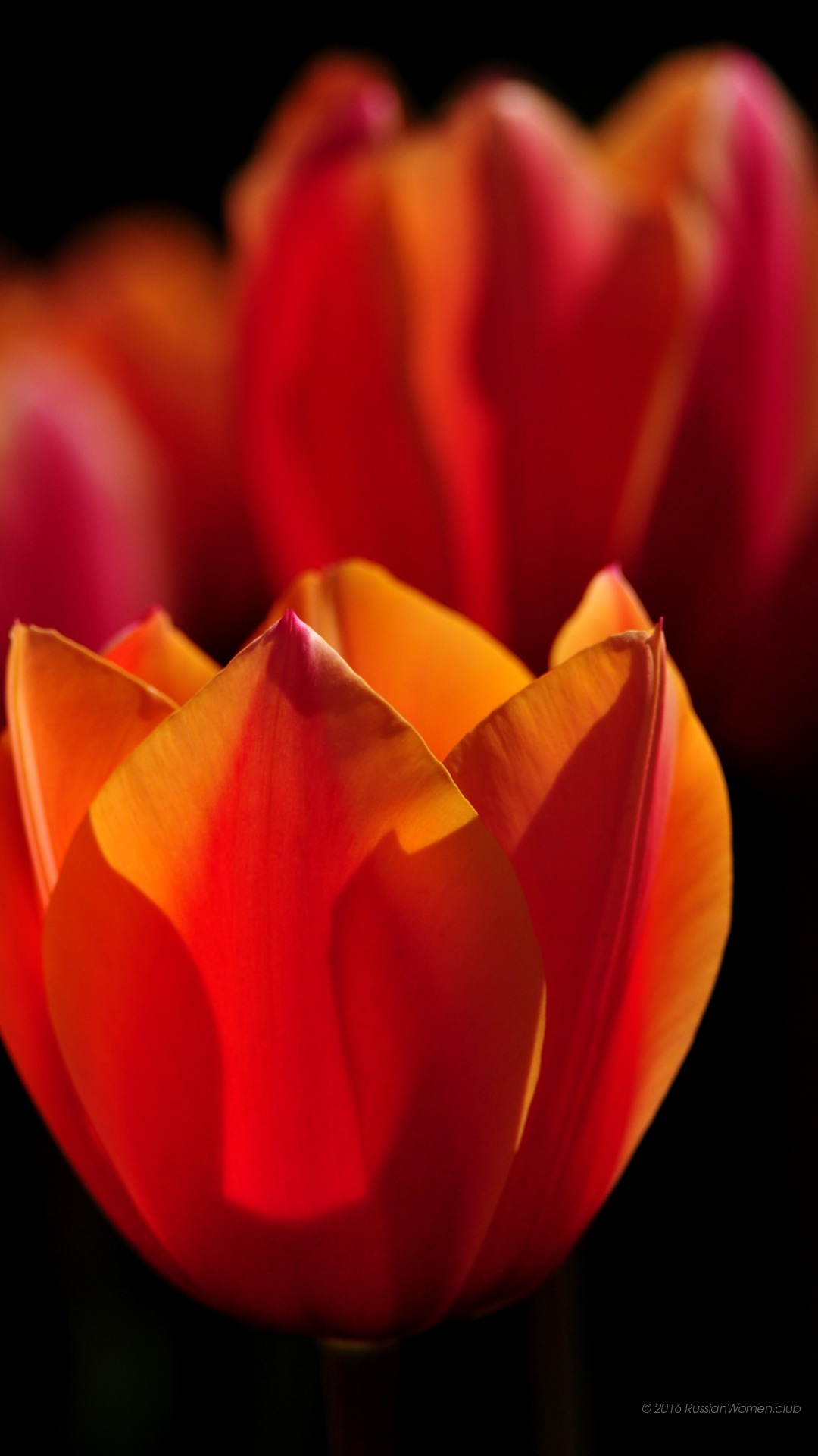 fond d'écran samsung j3,pétale,orange,fleur,rouge,plante