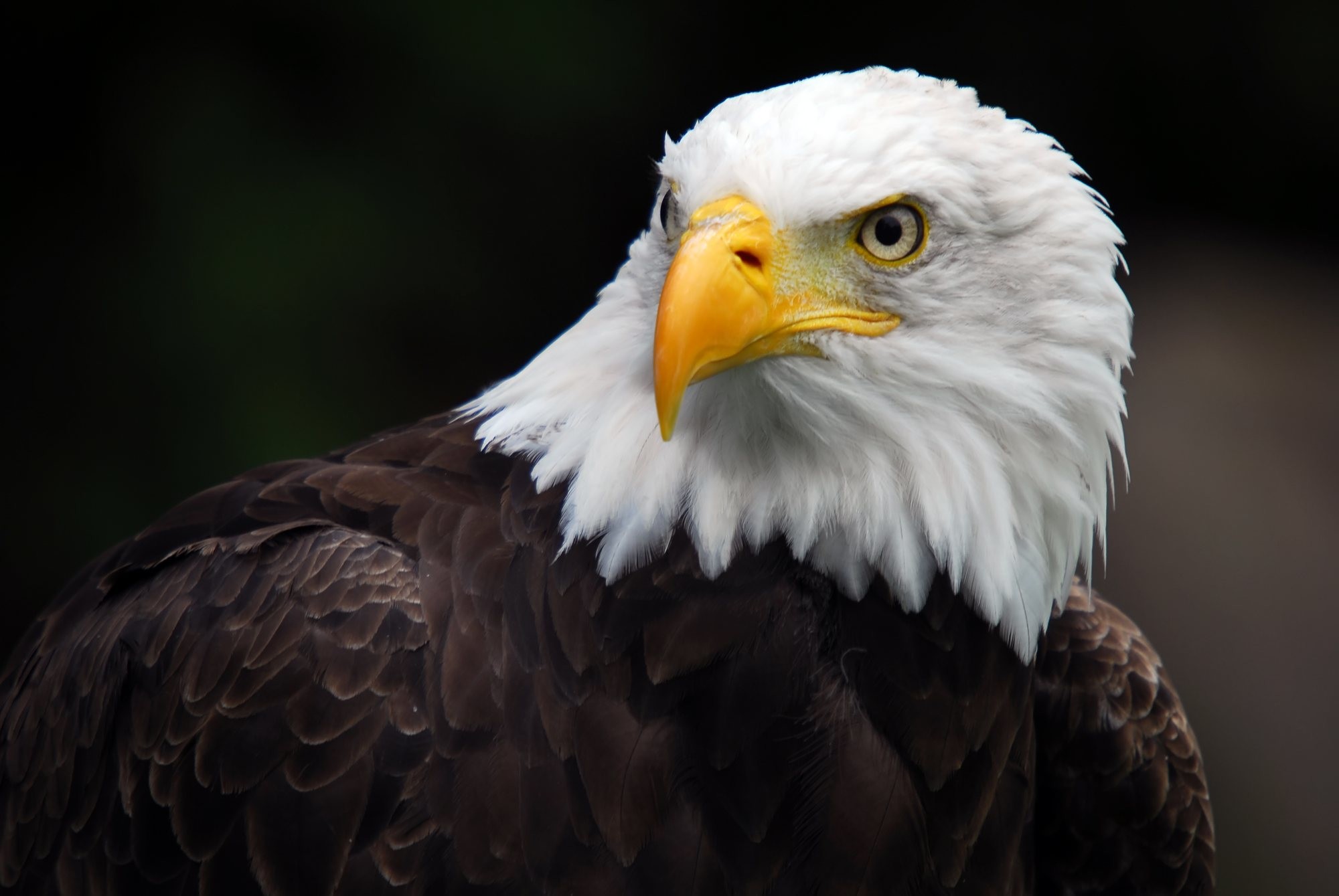 koleksi tapete,vogel,weißkopfseeadler,raubvogel,accipitriformes,adler