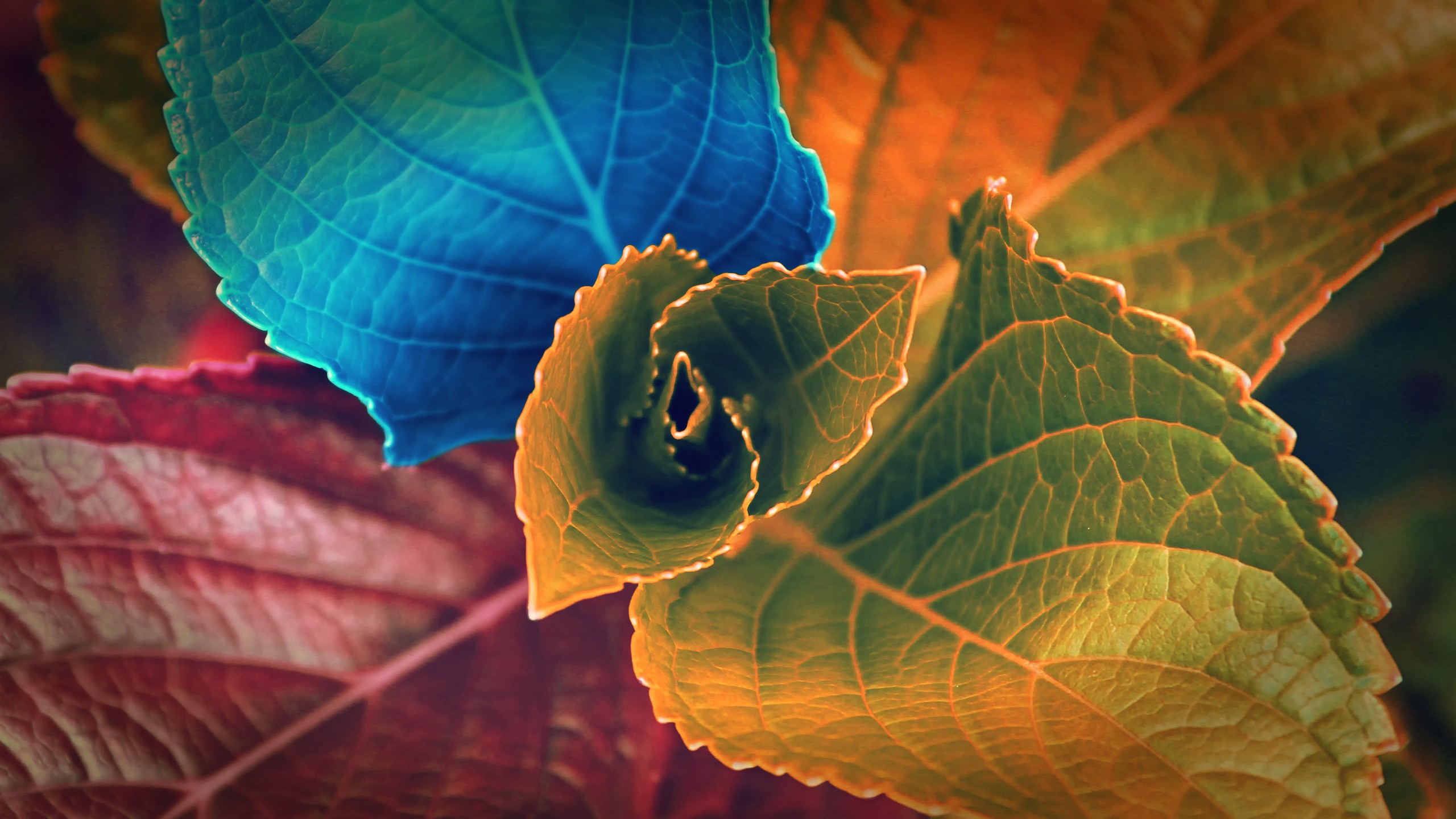 download foto wallpaper,leaf,orange,blue,green,flower