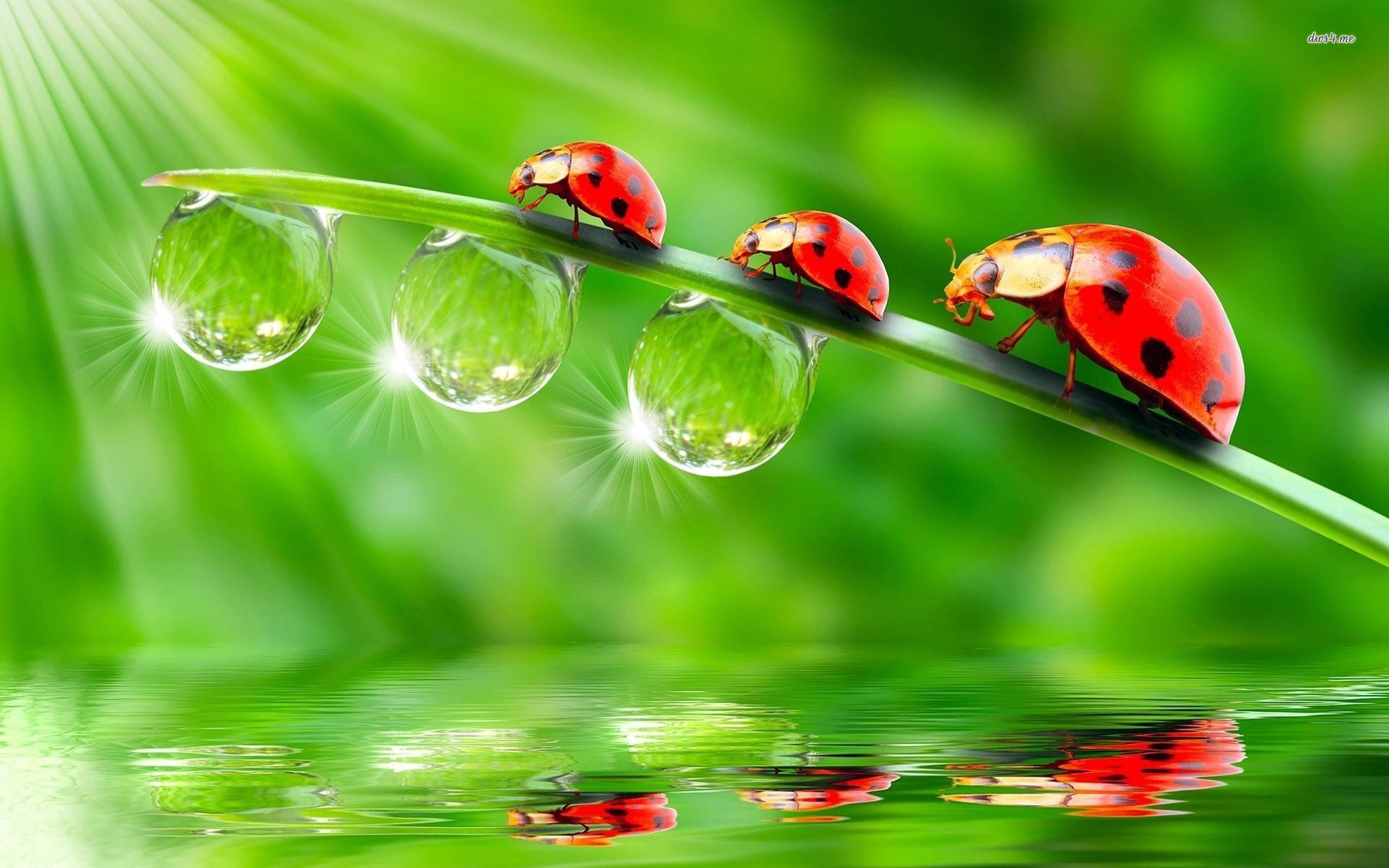 download foto wallpaper,dew,water,nature,green,ladybug