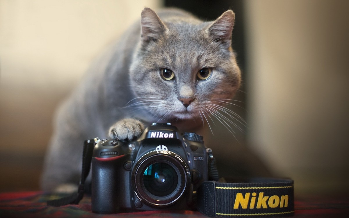 wallpaper kamera,cat,felidae,small to medium sized cats,whiskers,cameras & optics