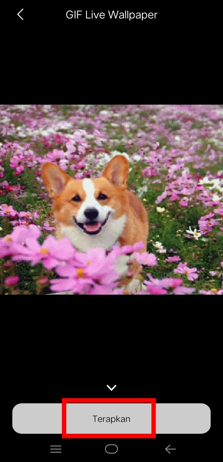 fondos de pantalla untuk kunci layar,perro,corgi galés,pembroke welsh corgi,rebeca corgi galés,flor