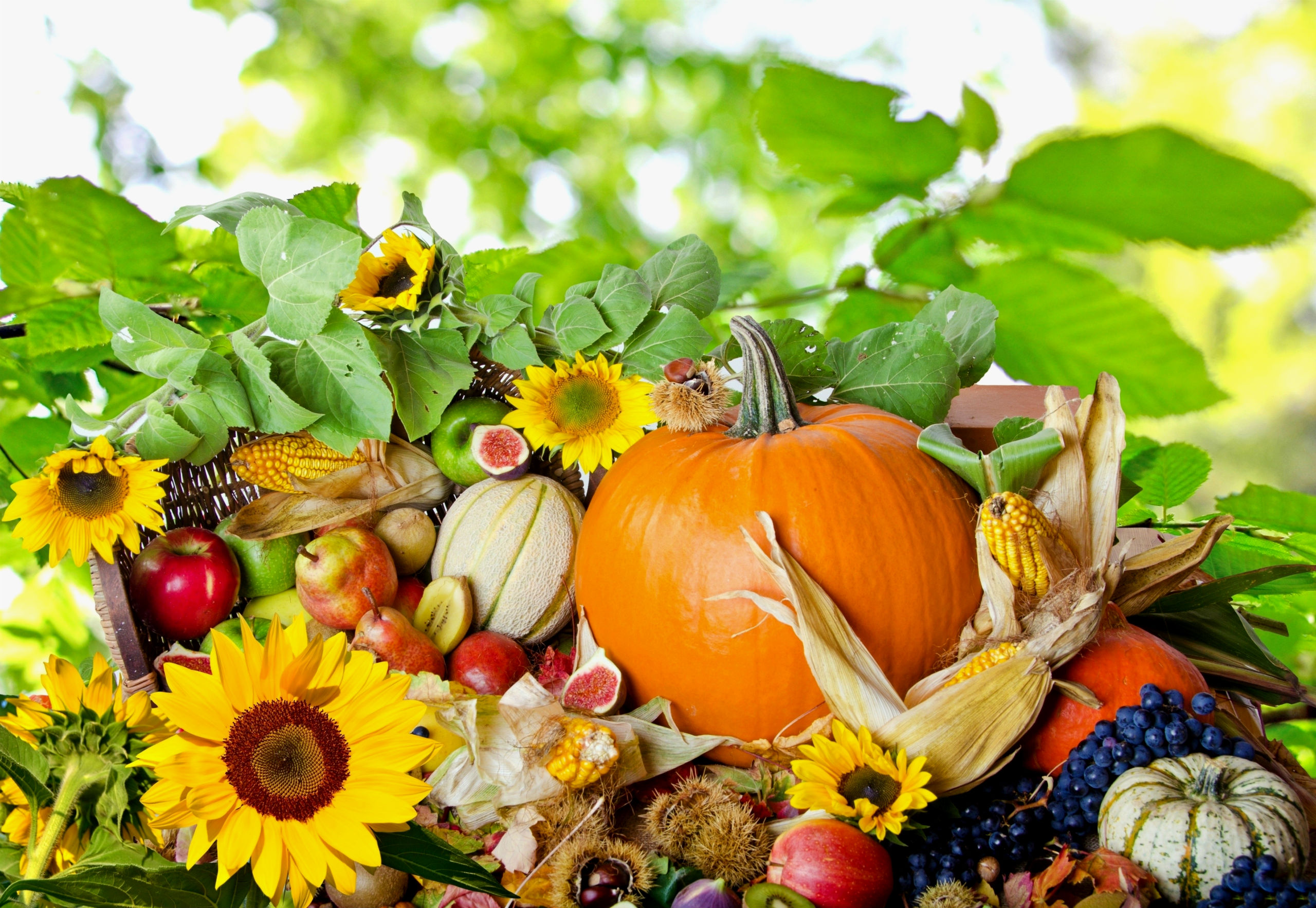 acción de gracias fondos de escritorio,alimentos naturales,vegetal,planta,calabaza,fruta