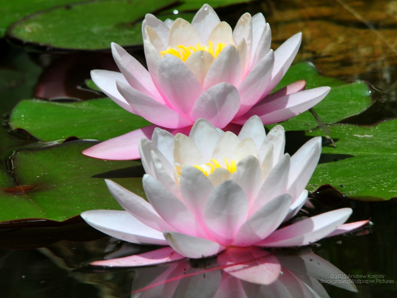 fond d'écran latar,fleur,nénuphar blanc parfumé,plante à fleurs,pétale,plante aquatique