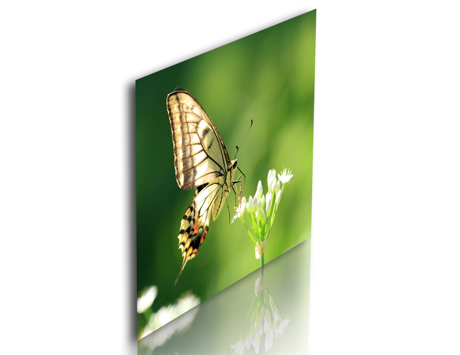 fondo de pantalla cermin,mariposa,insecto,cynthia subgenus,polillas y mariposas,papilio machaon