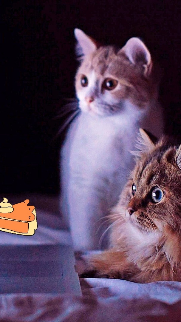 chat en ligne de papier peint,chat,chats de petite à moyenne taille,félidés,moustaches,chaton
