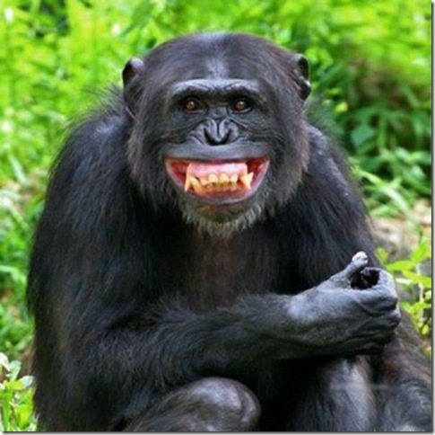 wallpaper kocak,mammal,vertebrate,facial expression,common chimpanzee,primate