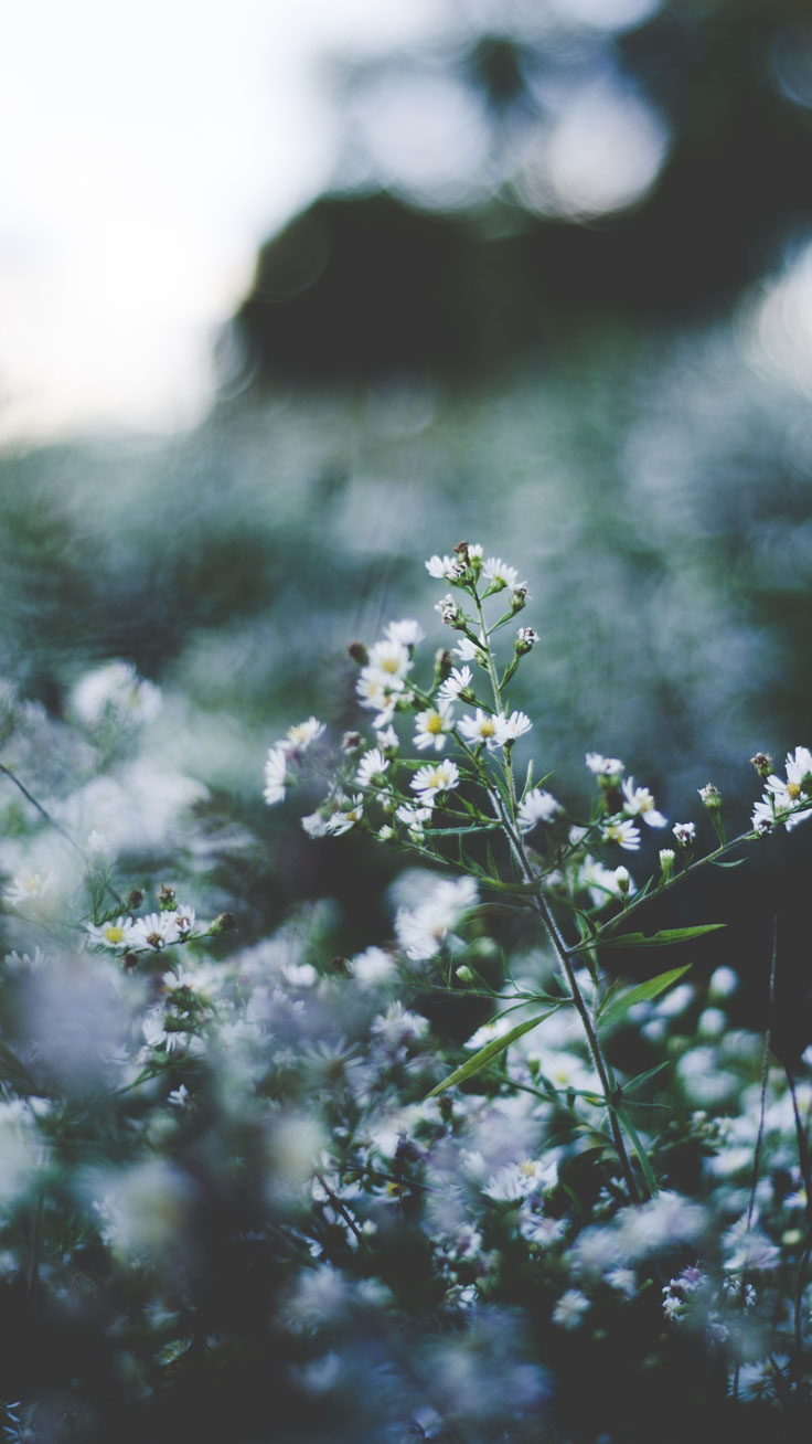 fondo de pantalla del teléfono coreano,flor,planta,planta floreciendo,primavera,árbol