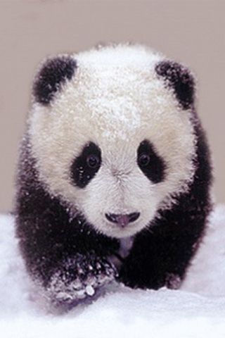 fondo de pantalla de bebé 3d,panda,oso,animal terrestre,hocico,piel