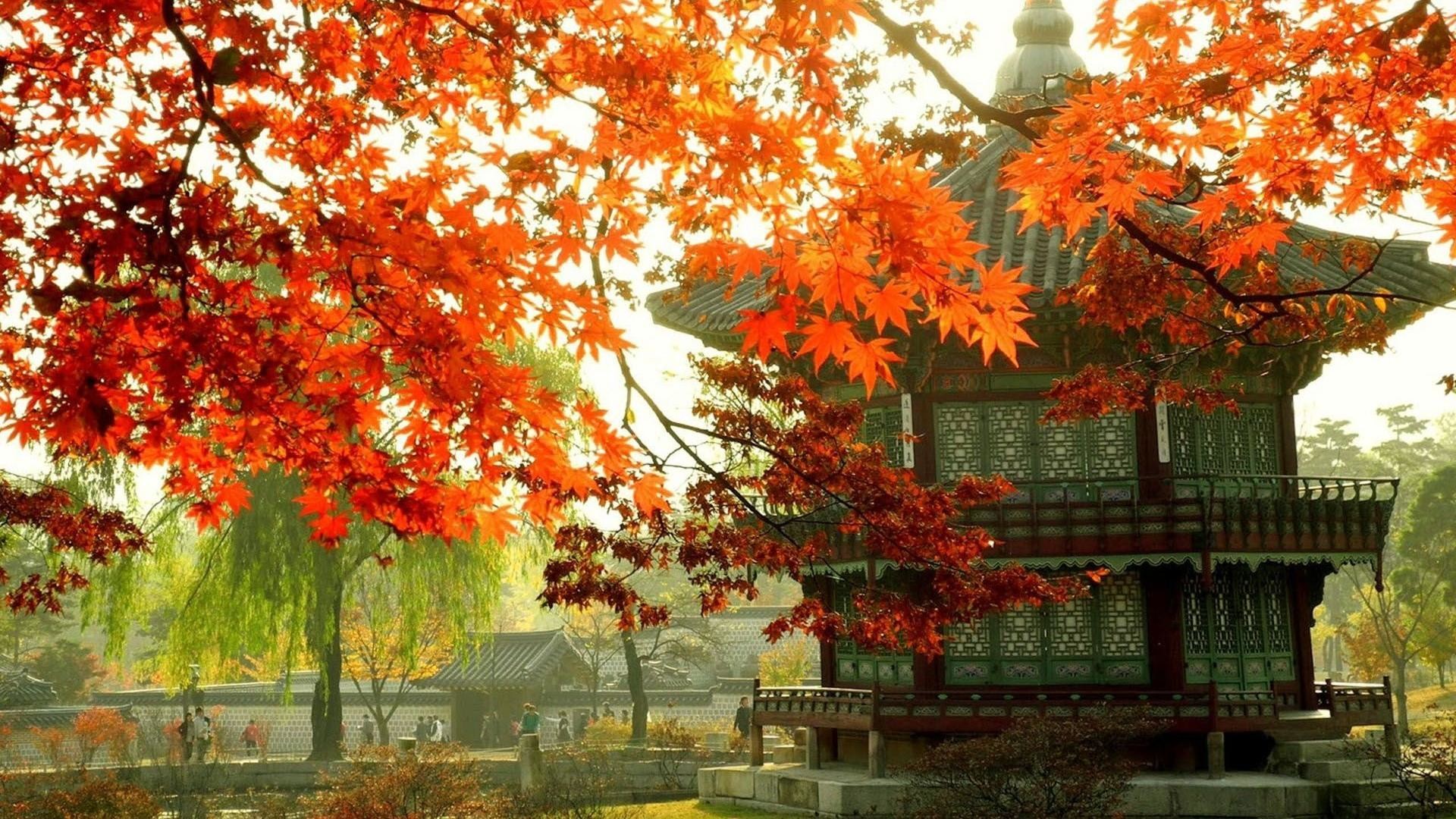 韓国の壁紙hd,木,自然,葉,秋,赤