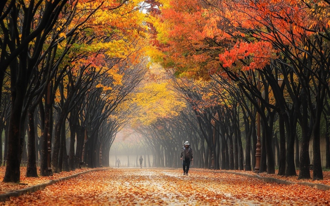 韓国の壁紙hd,自然の風景,木,自然,秋,葉