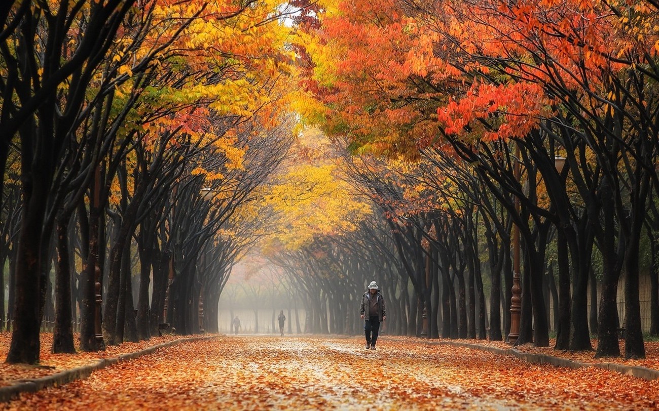 koreanische tapete hd,natürliche landschaft,baum,natur,herbst,blatt