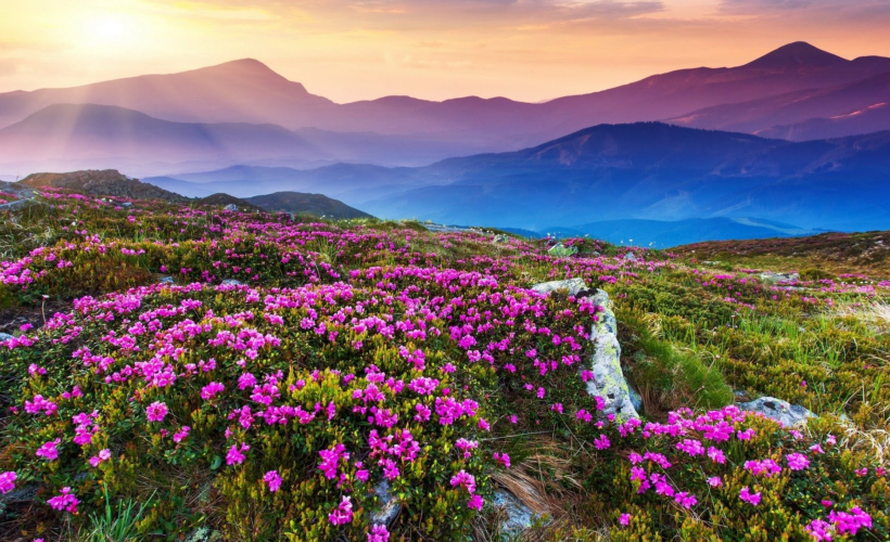韓国壁紙メラカ,自然,花,空,自然の風景,山