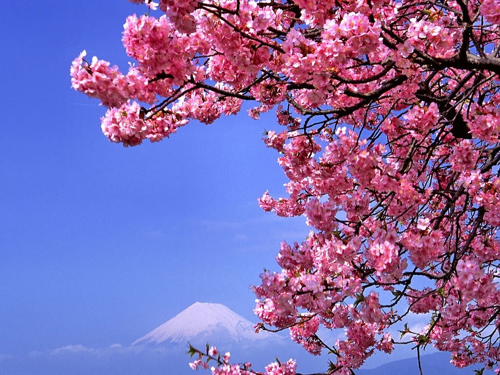 promoción de fondos de pantalla de corea,flor,árbol,florecer,planta,primavera