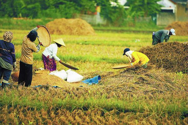 wallpaper gambar orang,paddy field,farmworker,field,agriculture,grass family