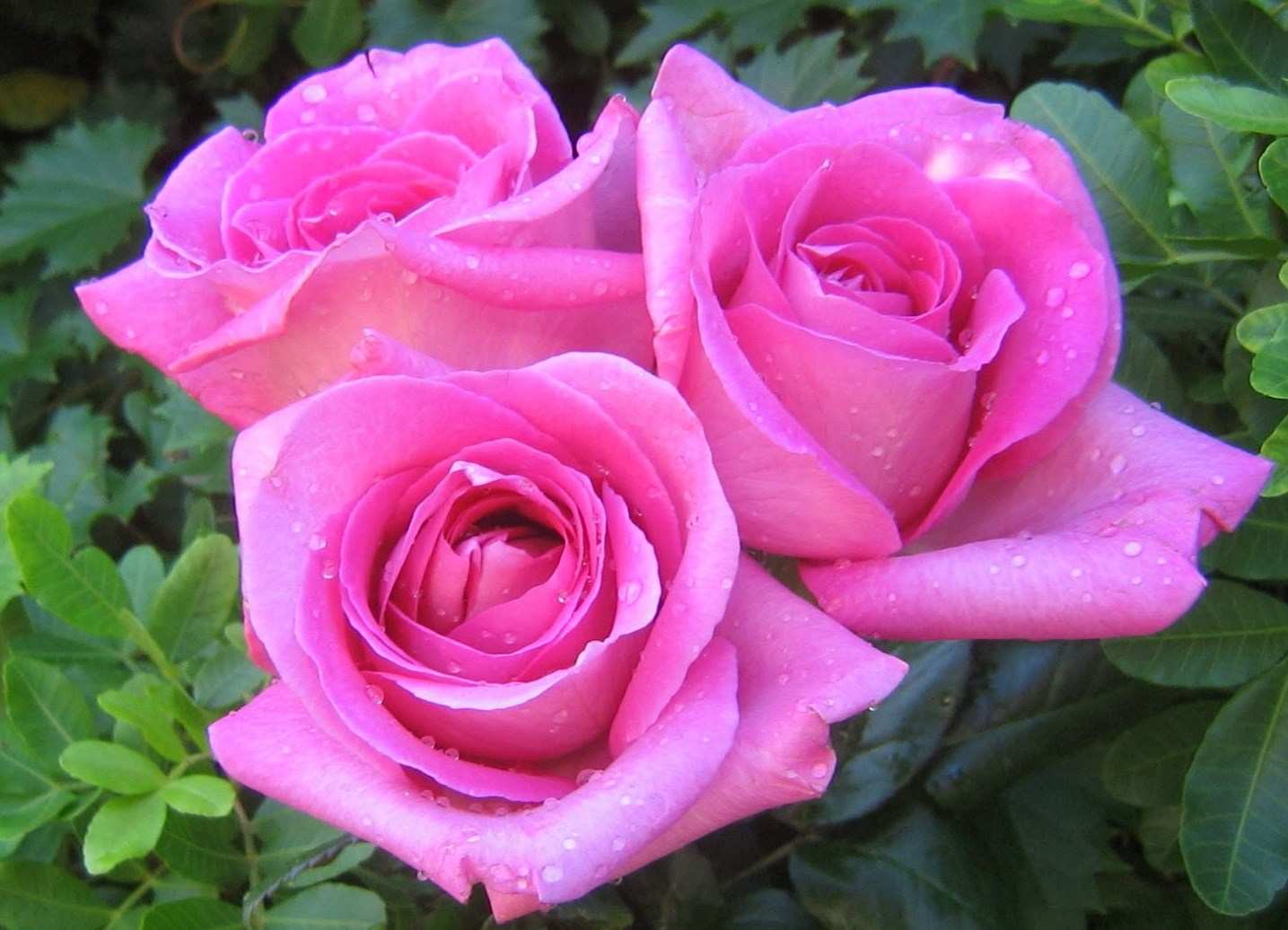 gambar gambar untuk fond d'écran,fleur,rose,roses de jardin,plante à fleurs,julia enfant rose