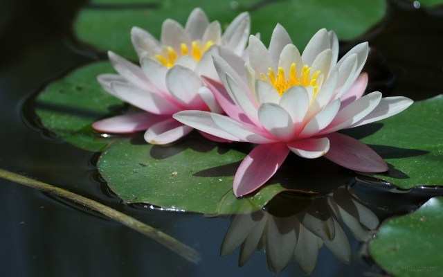 gambar gambar untuk wallpaper,fragrant white water lily,sacred lotus,aquatic plant,flower,lotus