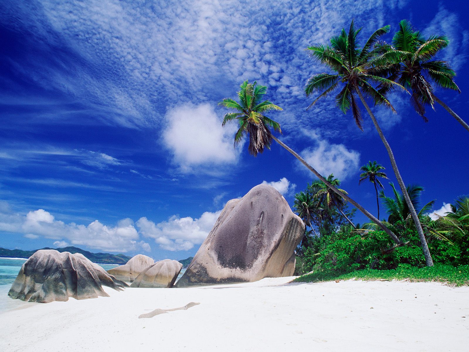 tapete komputer keren,natur,himmel,natürliche landschaft,baum,palme