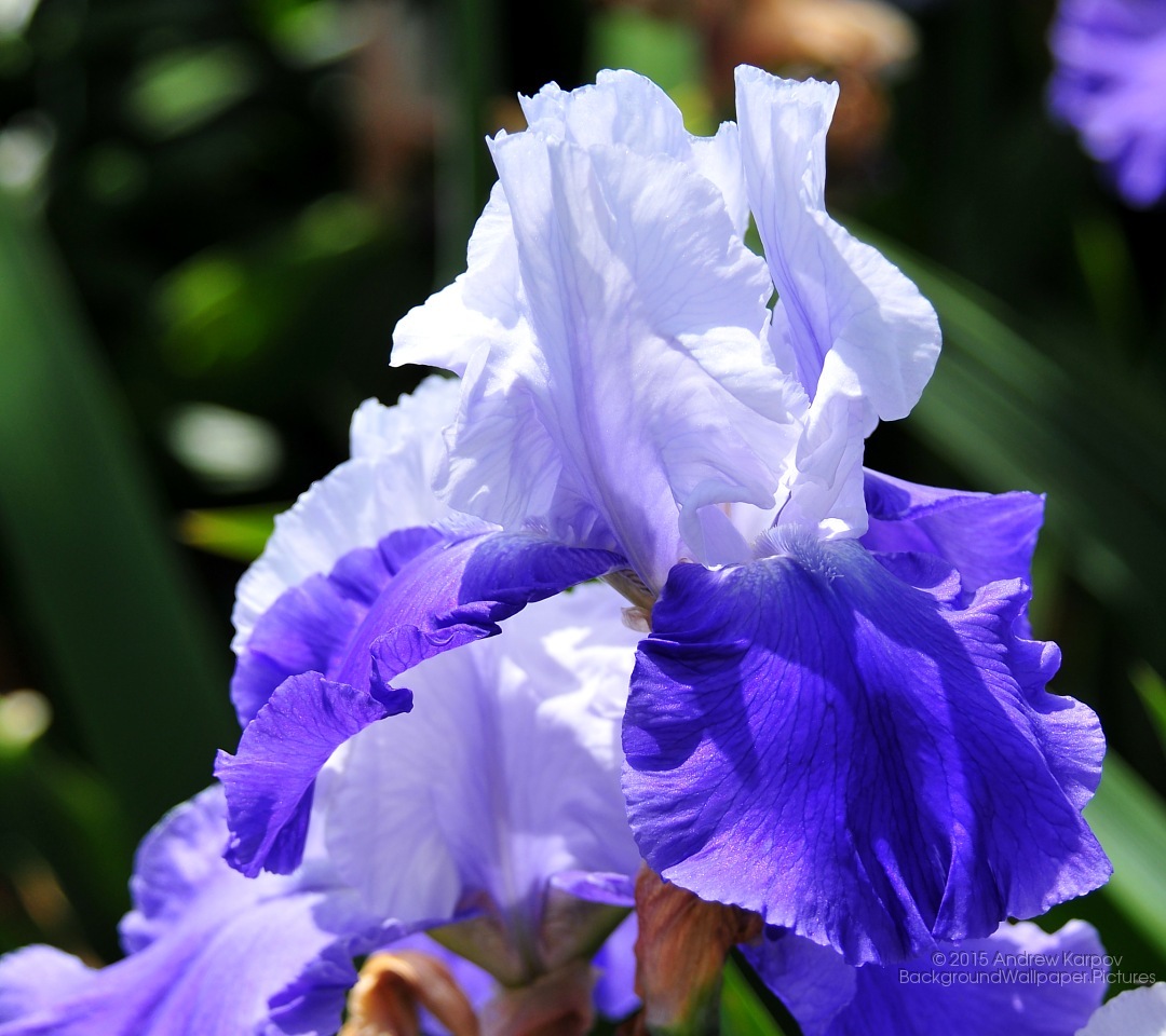 ガンバル壁紙oppo,花,開花植物,青い,花弁,紫の