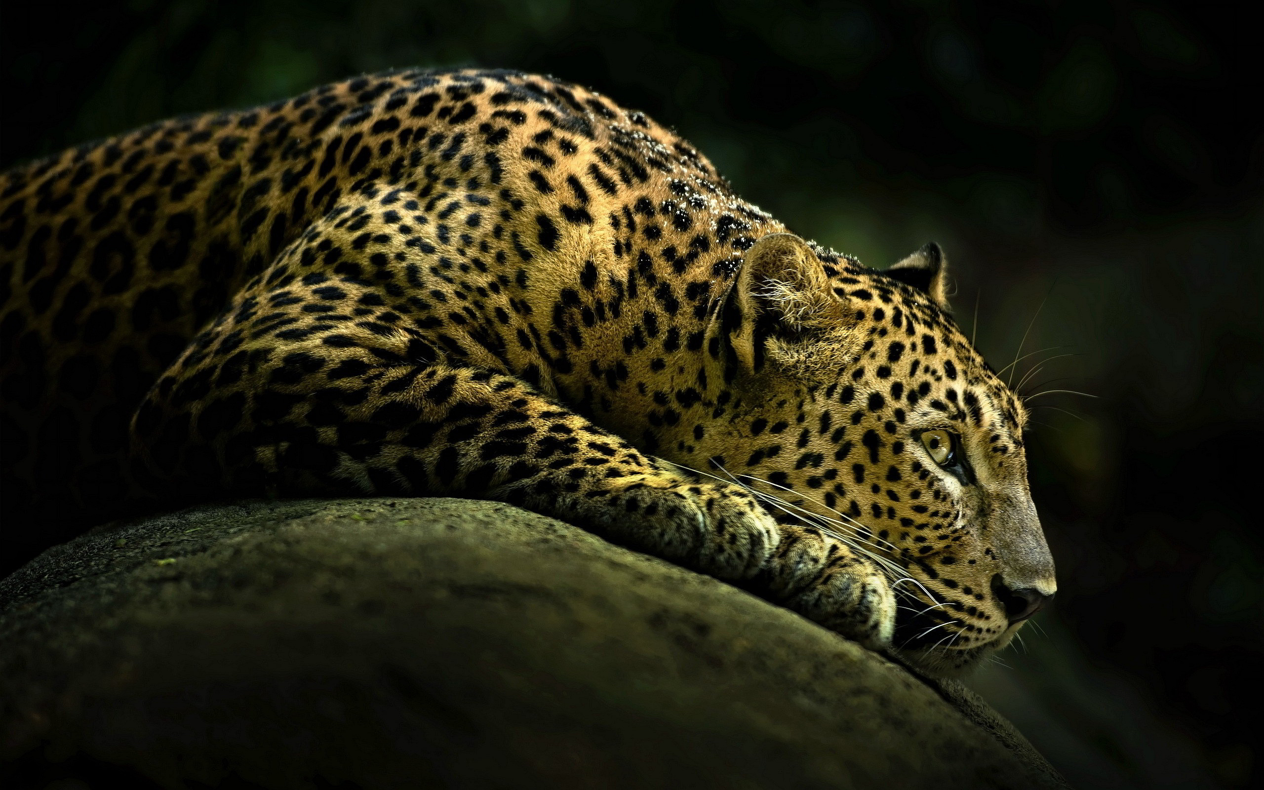 carta da parati ukuran besar,animale terrestre,natura,leopardo,giaguaro,felidae