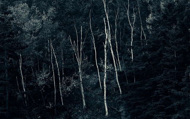 papier peint ukuran besar,noir,arbre,la nature,forêt,paysage naturel