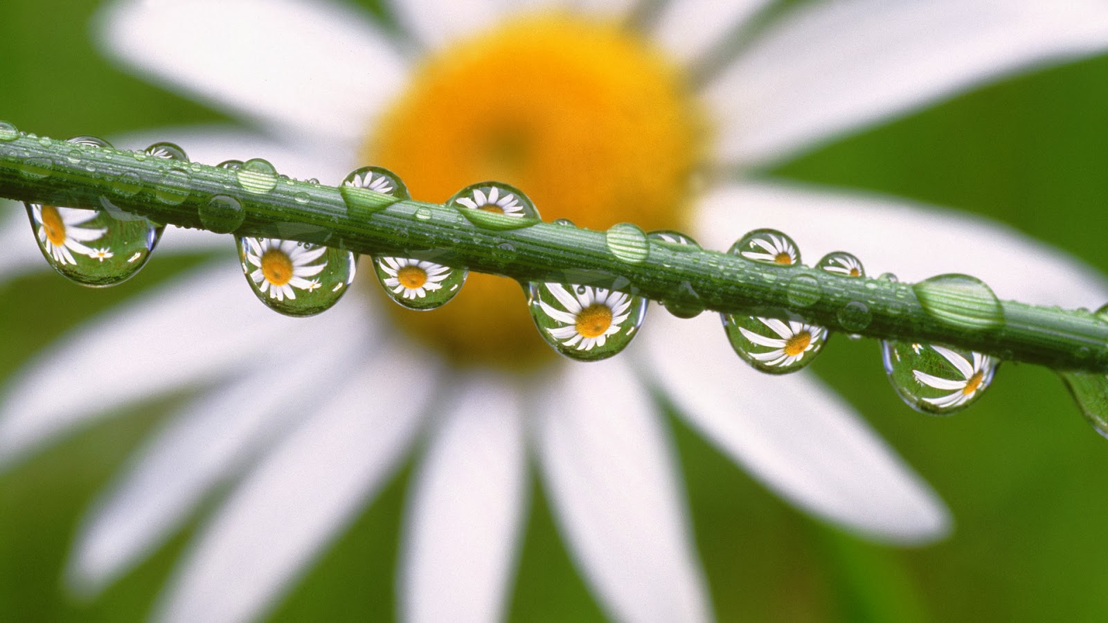 wallpaper unik hd,dew,moisture,water,macro photography,leaf