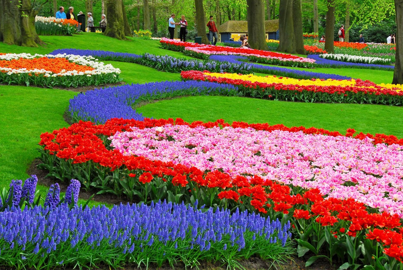 papier peint buat,jardin,jardin botanique,fleur,plante,tulipe
