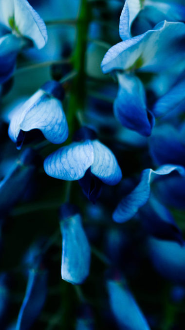 tapete lenovo a6000,blau,wasser,kobaltblau,aqua,blütenblatt