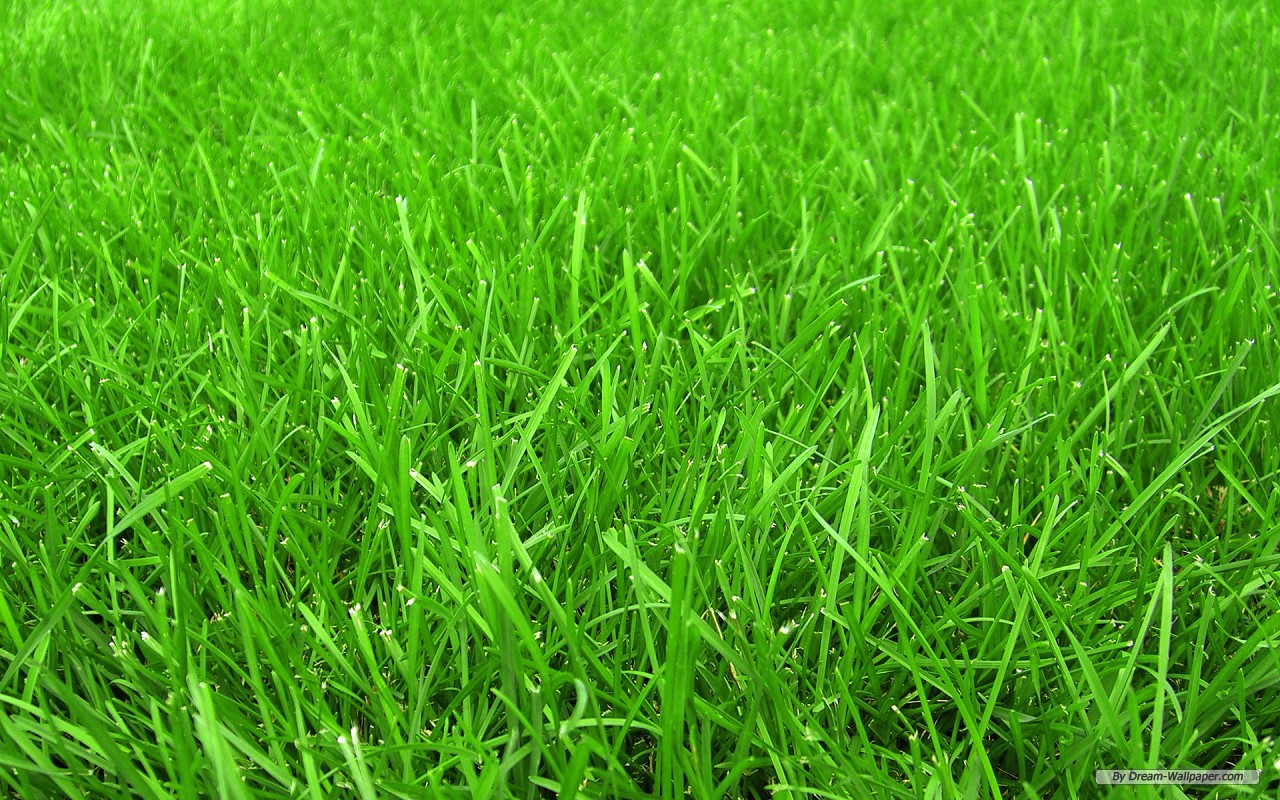 pitch wallpaper,green,grass,plant,lawn,grass family