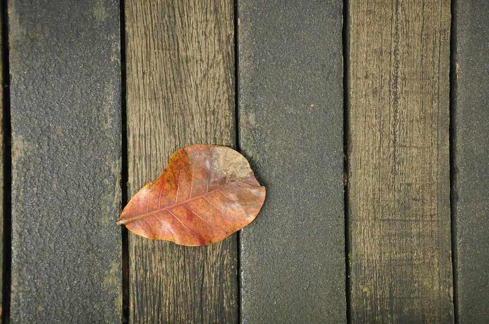 wallpaper kayu keren,leaf,wood,orange,still life photography,tree