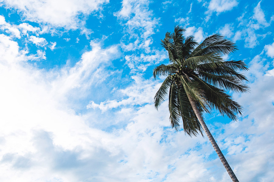 fond d'écran awan hd,ciel,jour,arbre,bleu,palmier