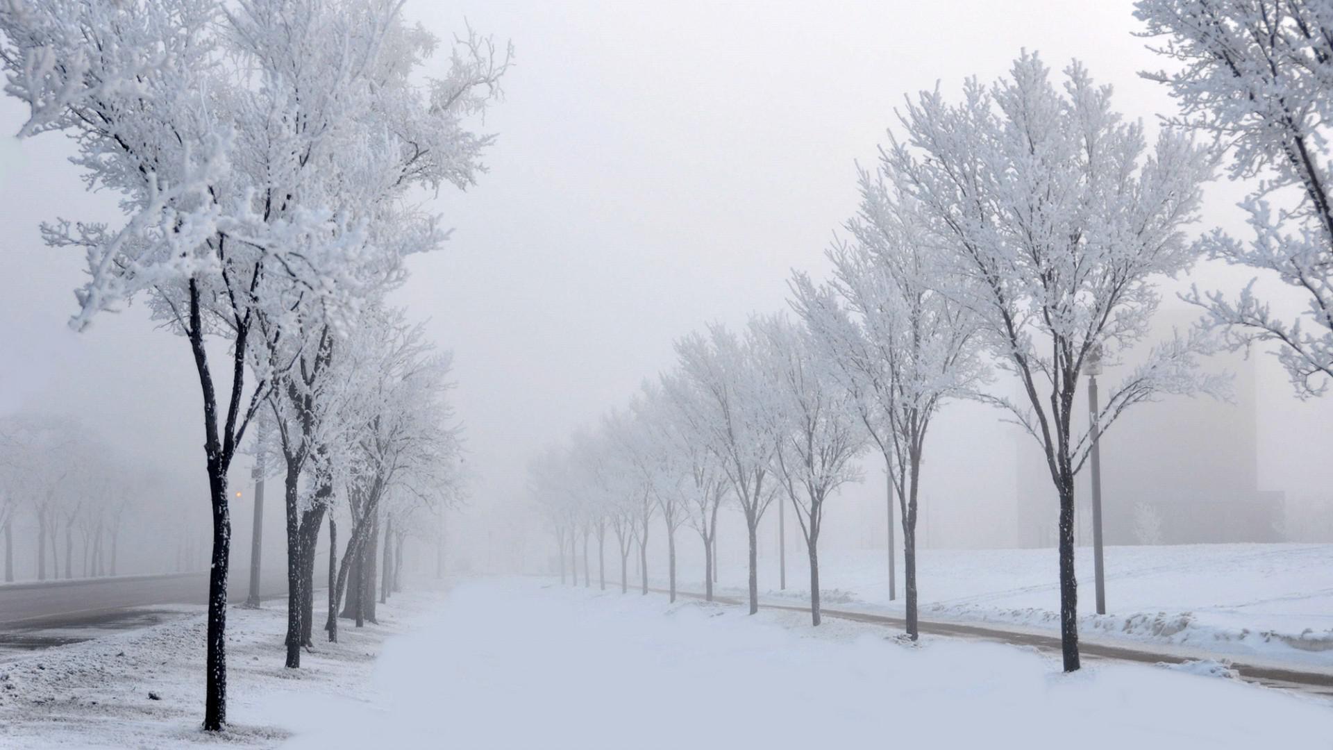 壁紙musim salju,雪,冬,自然,木,自然の風景