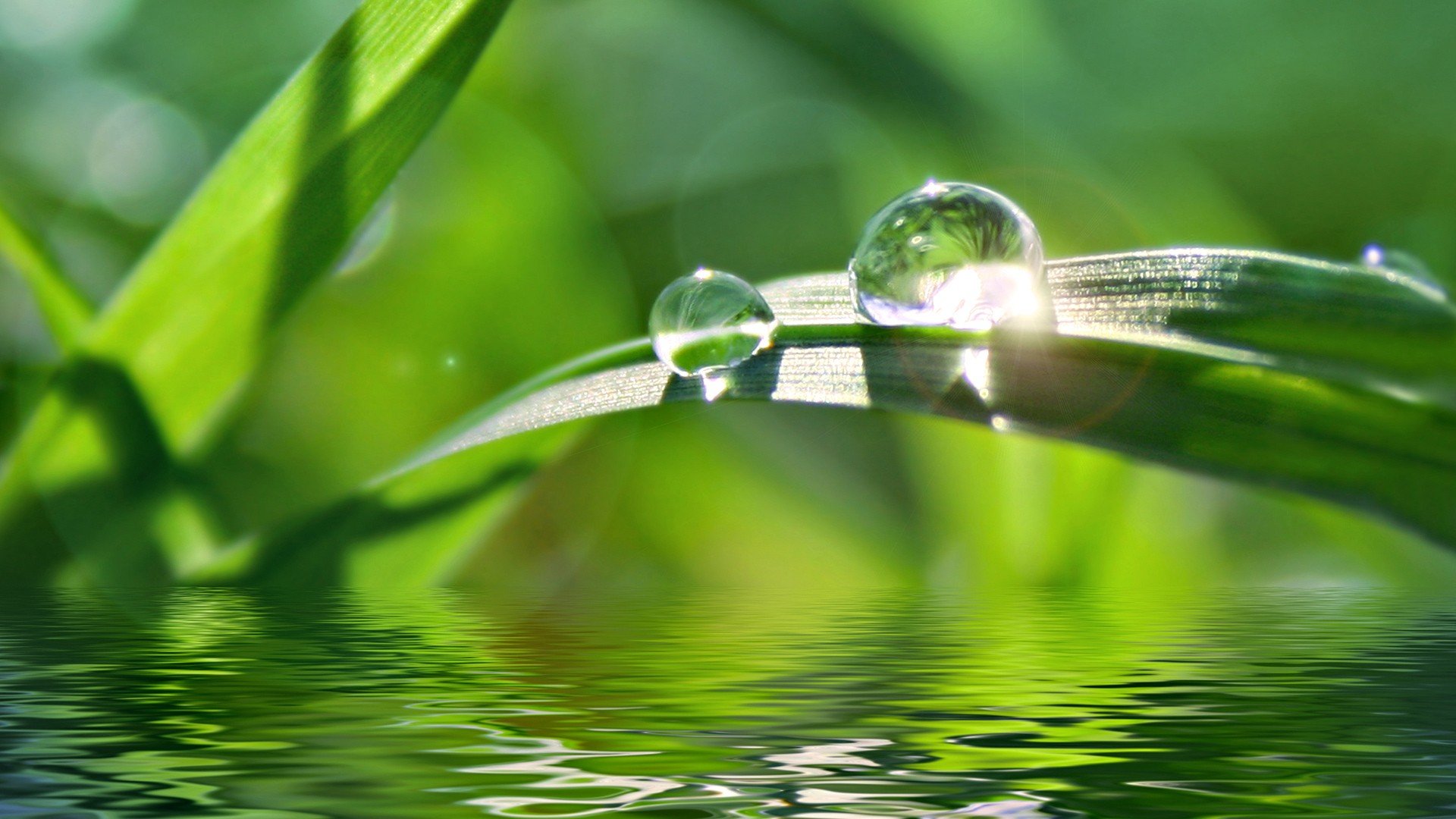 papier peint embun,vert,rosée,humidité,l'eau,la nature