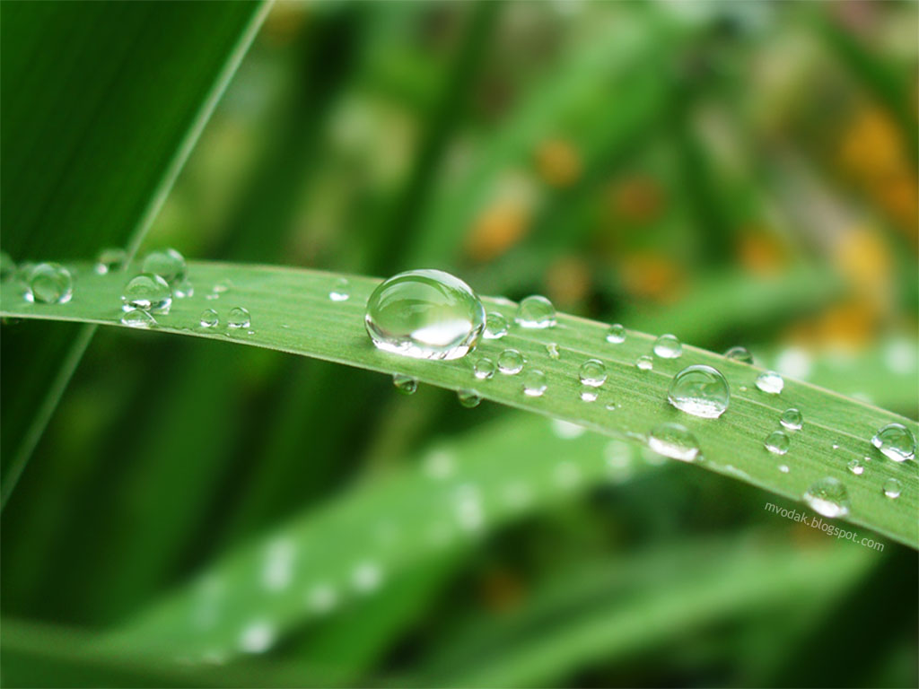 壁紙embun,露,水分,落とす,水,緑