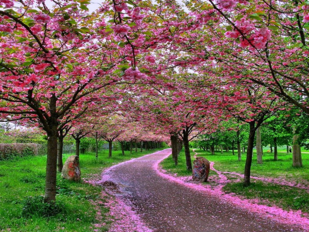 tapete musim salju,blume,baum,pflanze,frühling,natur