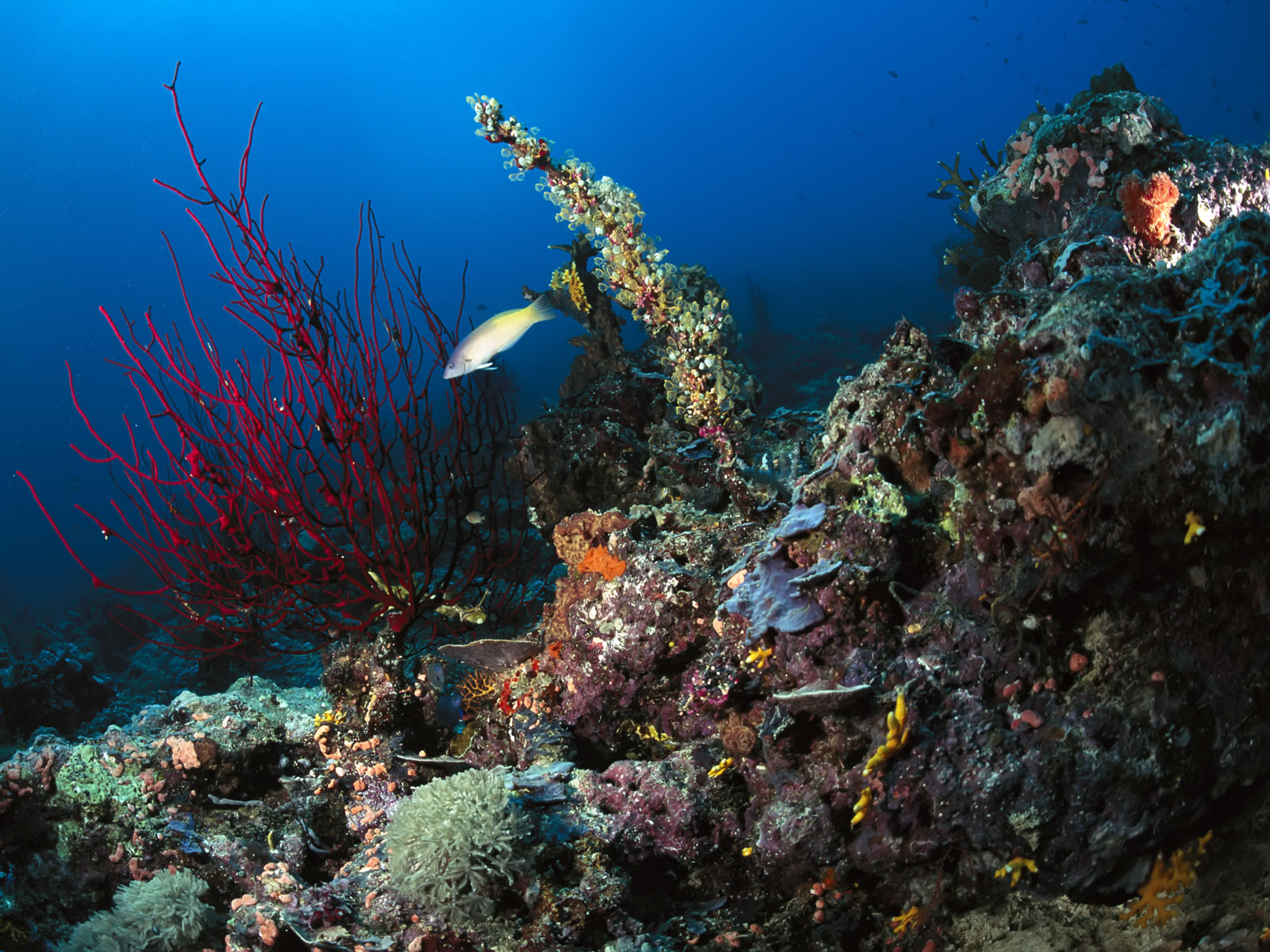 fond d'écran kehidupan,récif,récif de corail,sous marin,biologie marine,corail