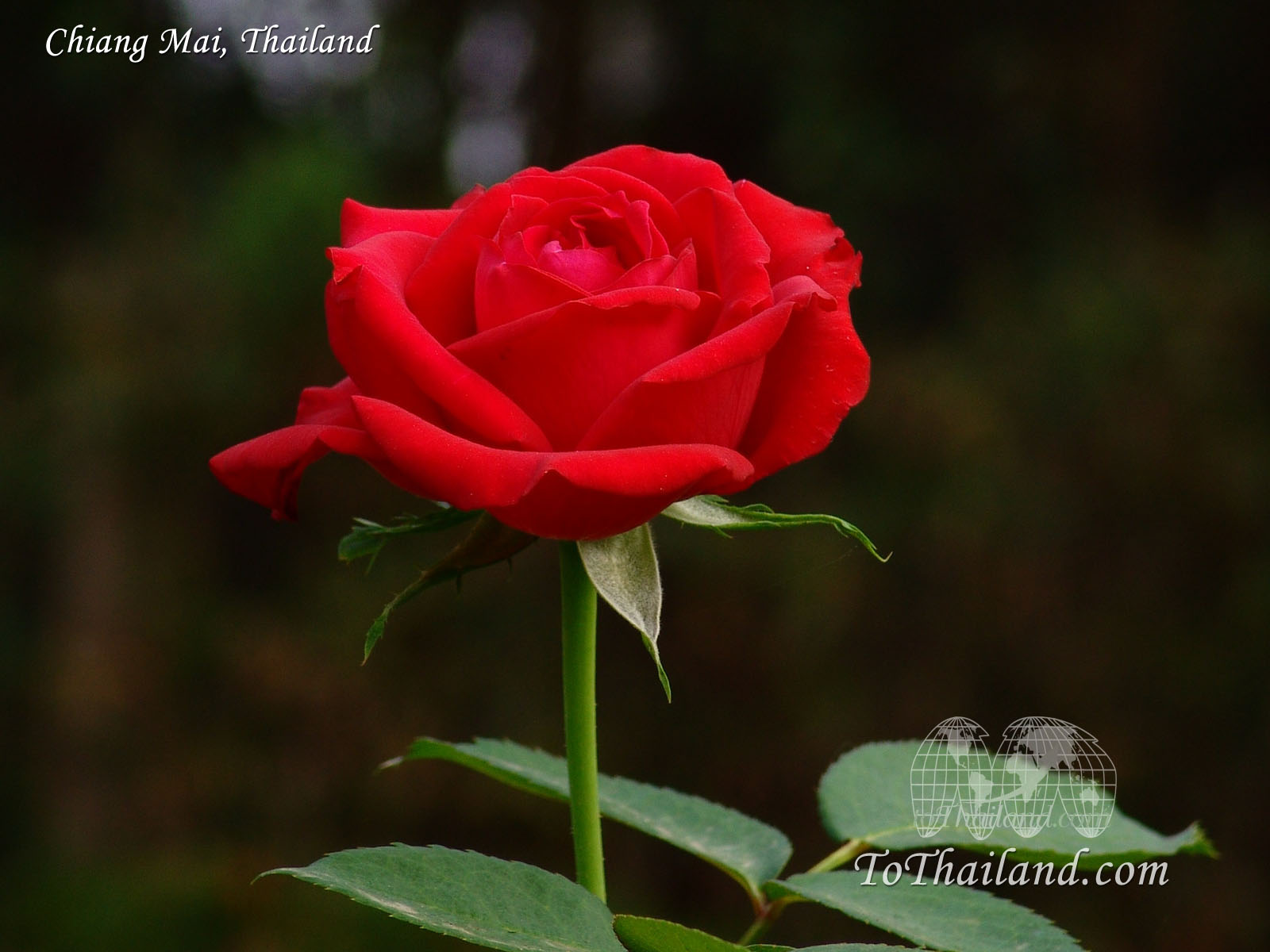 fond d'écran bunga 3d,fleur,plante à fleurs,julia enfant rose,roses de jardin,pétale