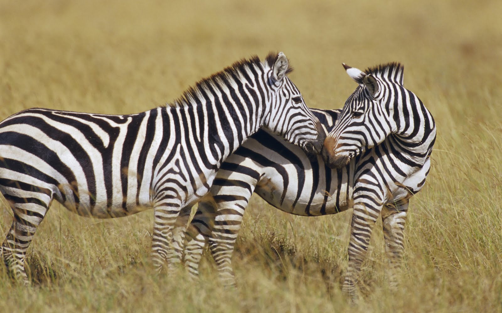 carta da parati kehidupan,zebra,animale terrestre,natura,prateria,safari