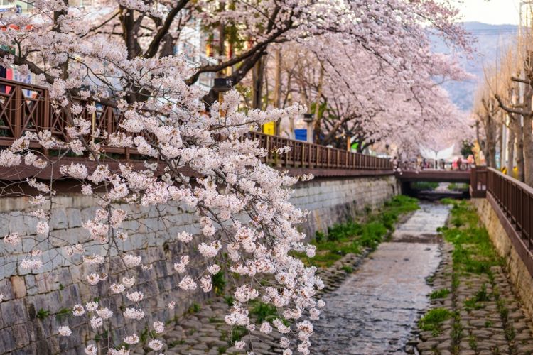 壁紙musimセミ,花,花,春,桜の花,工場