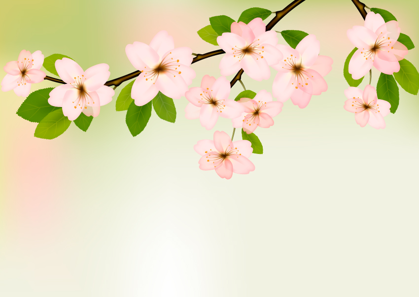 wallpaper musim semi,flower,white,branch,blossom,pink