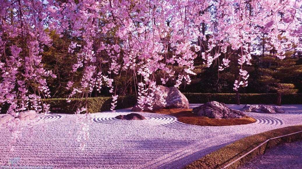 papier peint bunga sakura bergerak,fleur,arbre,lilas,violet,printemps