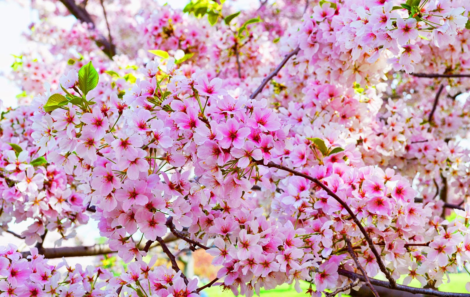 壁紙bunga sakura bergerak,花,花,工場,春,ピンク