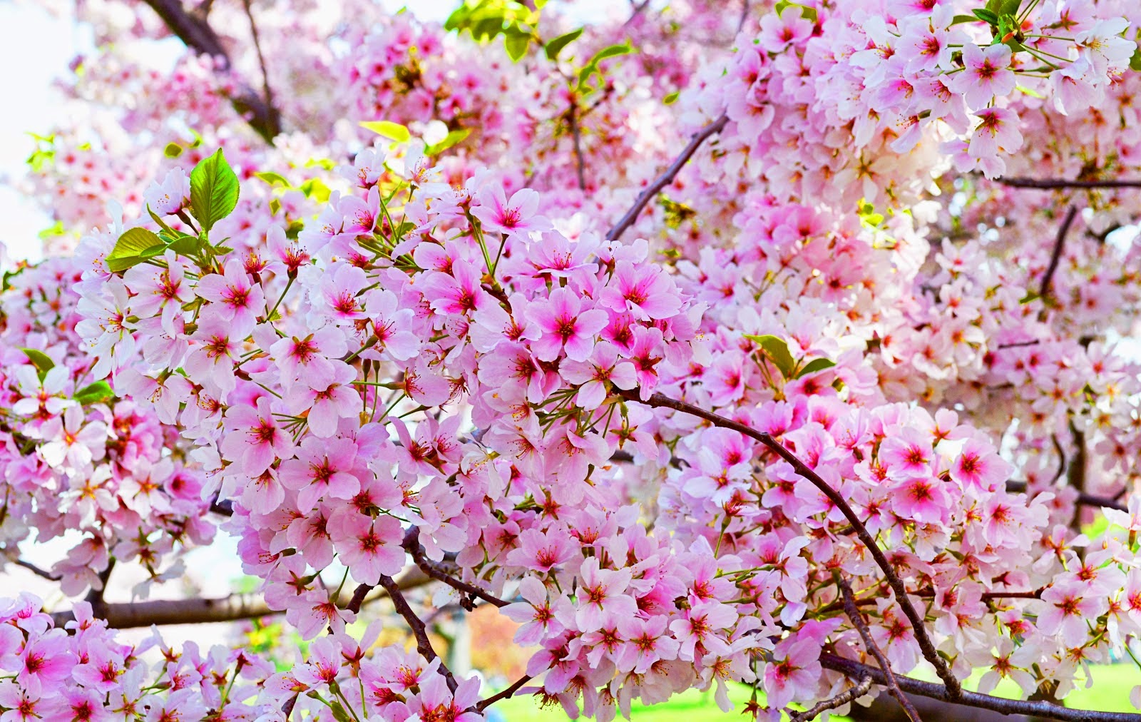 배경 방가 사쿠라 bergerak,꽃,꽃,식물,봄,분홍